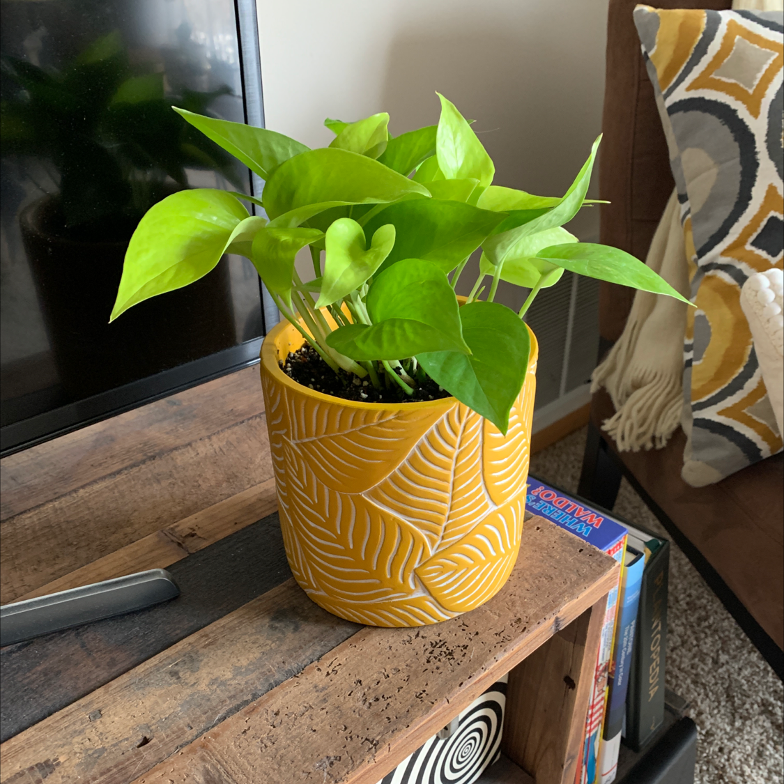 Neon Pothos plant in a yellow pot on a wooden surface, healthy green leaves.