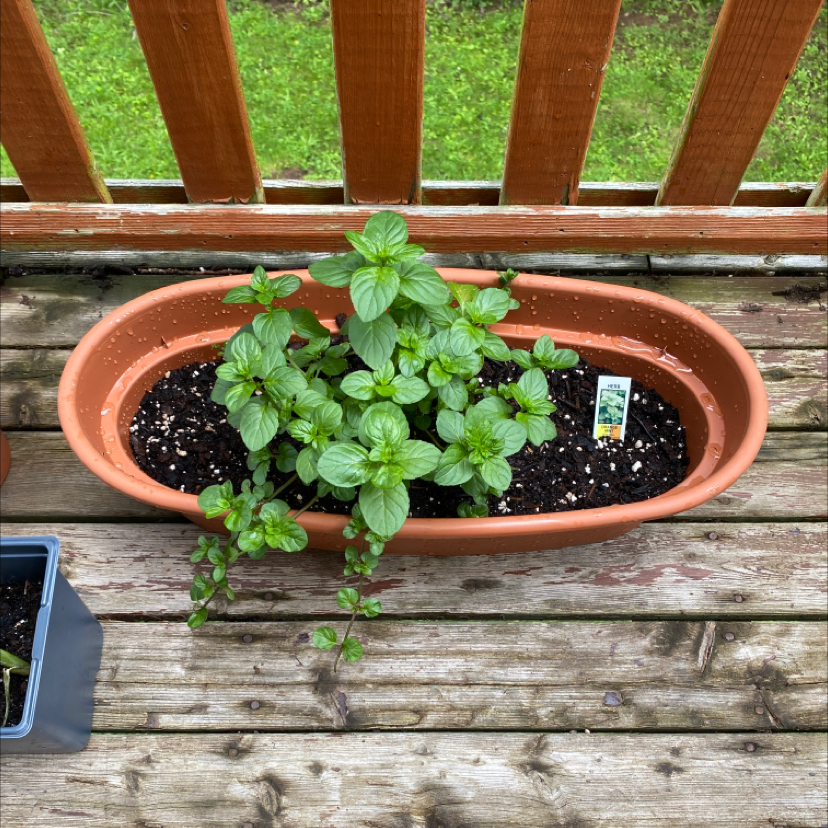 Mint plant in a terracotta pot on a wooden deck, appearing healthy with vibrant green leaves.