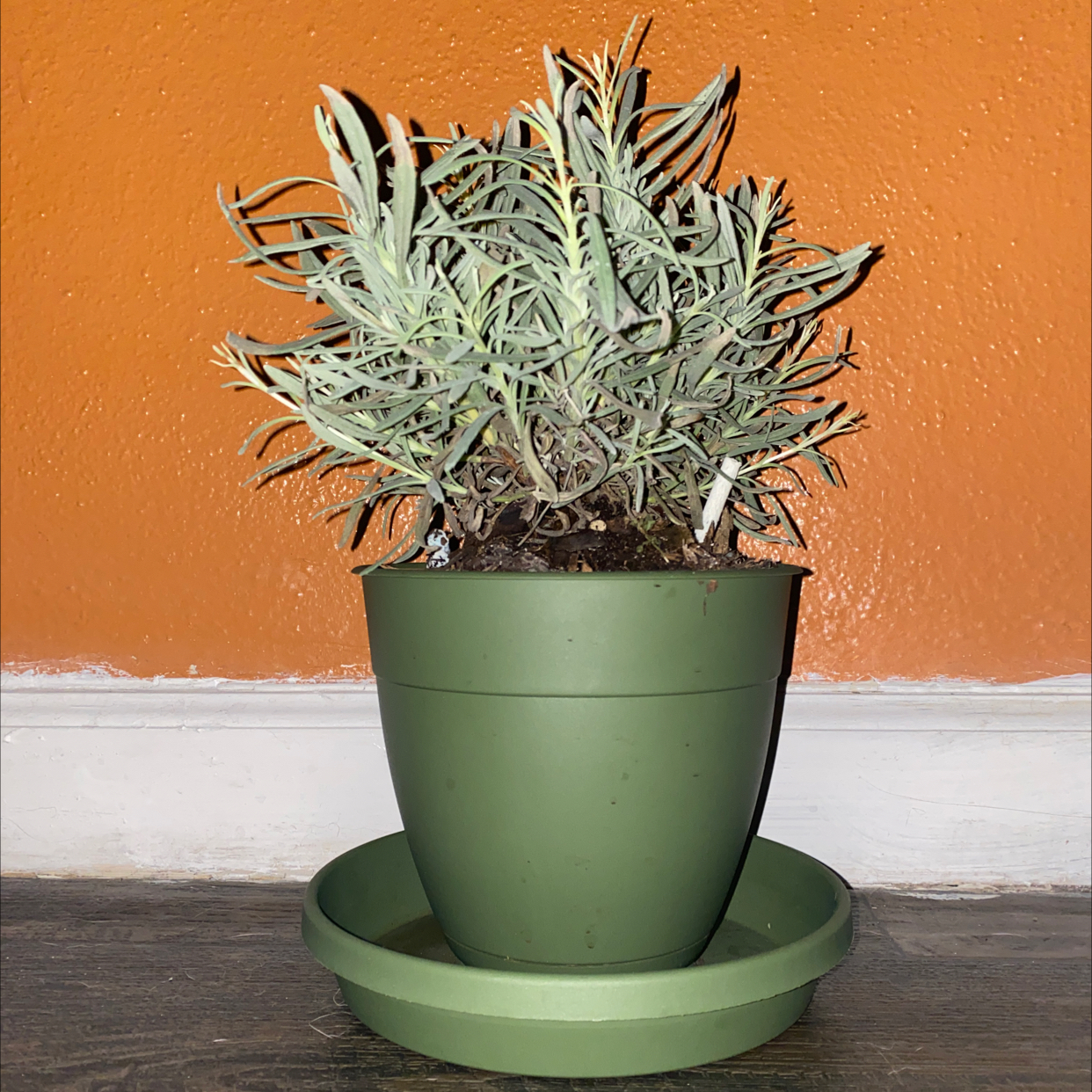 Potted English Lavender plant with some yellowing and browning leaves against an orange background.