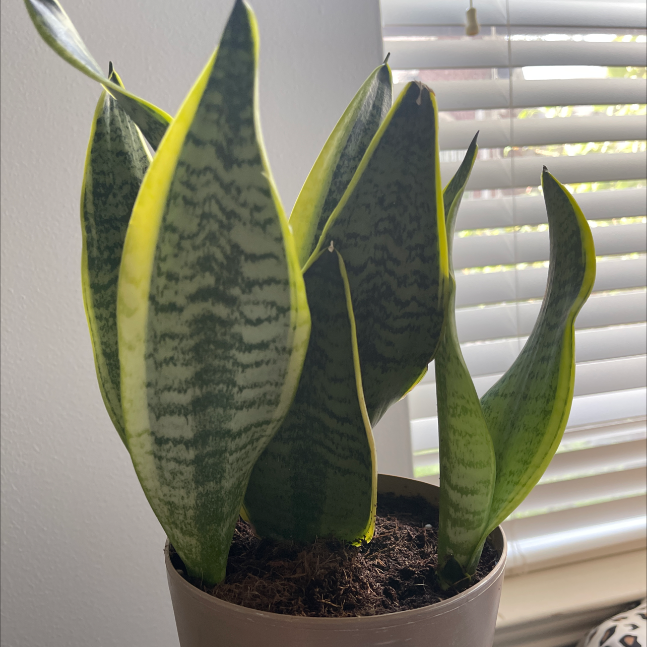 Snake Plant plant photo by @nnyla named Fern on Greg, the plant care app.