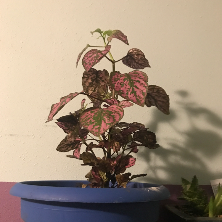 Polka Dot Plant plant photo by Skylar named Britney on Greg, the plant care app.
