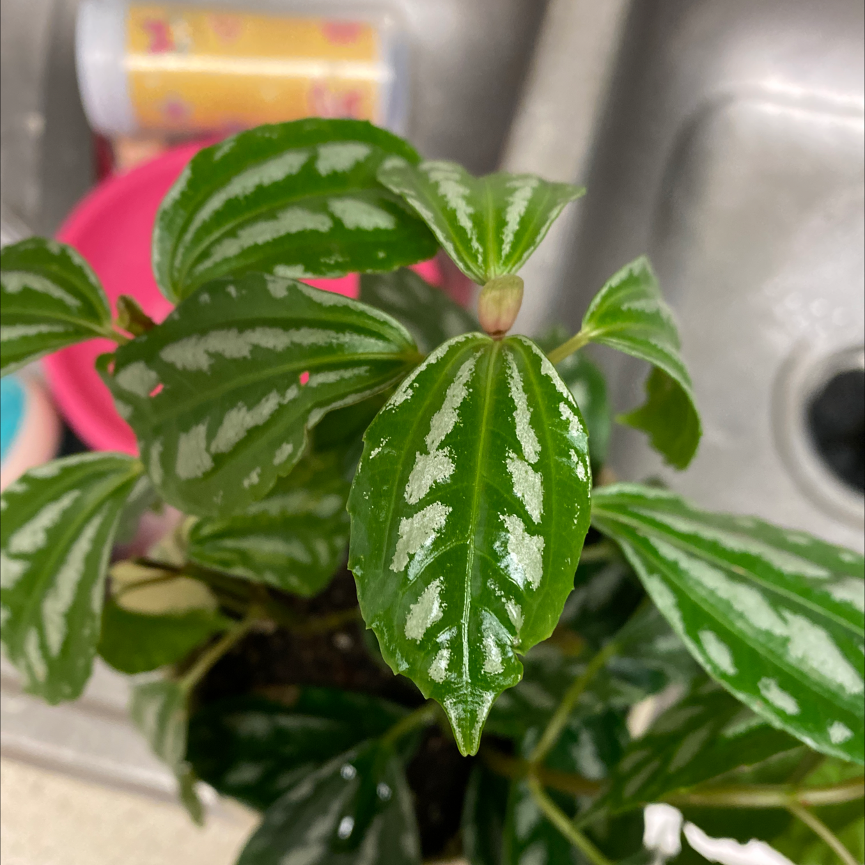 Healthy Aluminum Plant with vibrant green leaves and silver markings.
