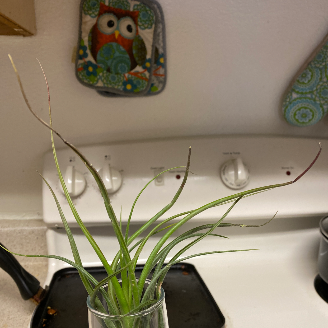 Medusa Head Air Plant in a glass container on a kitchen stove with some browning at the tips.