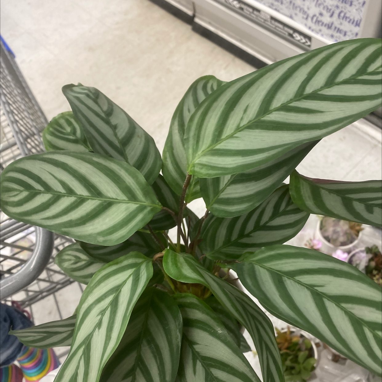 Healthy Never Never Ctenanthe plant with green and white striped leaves.
