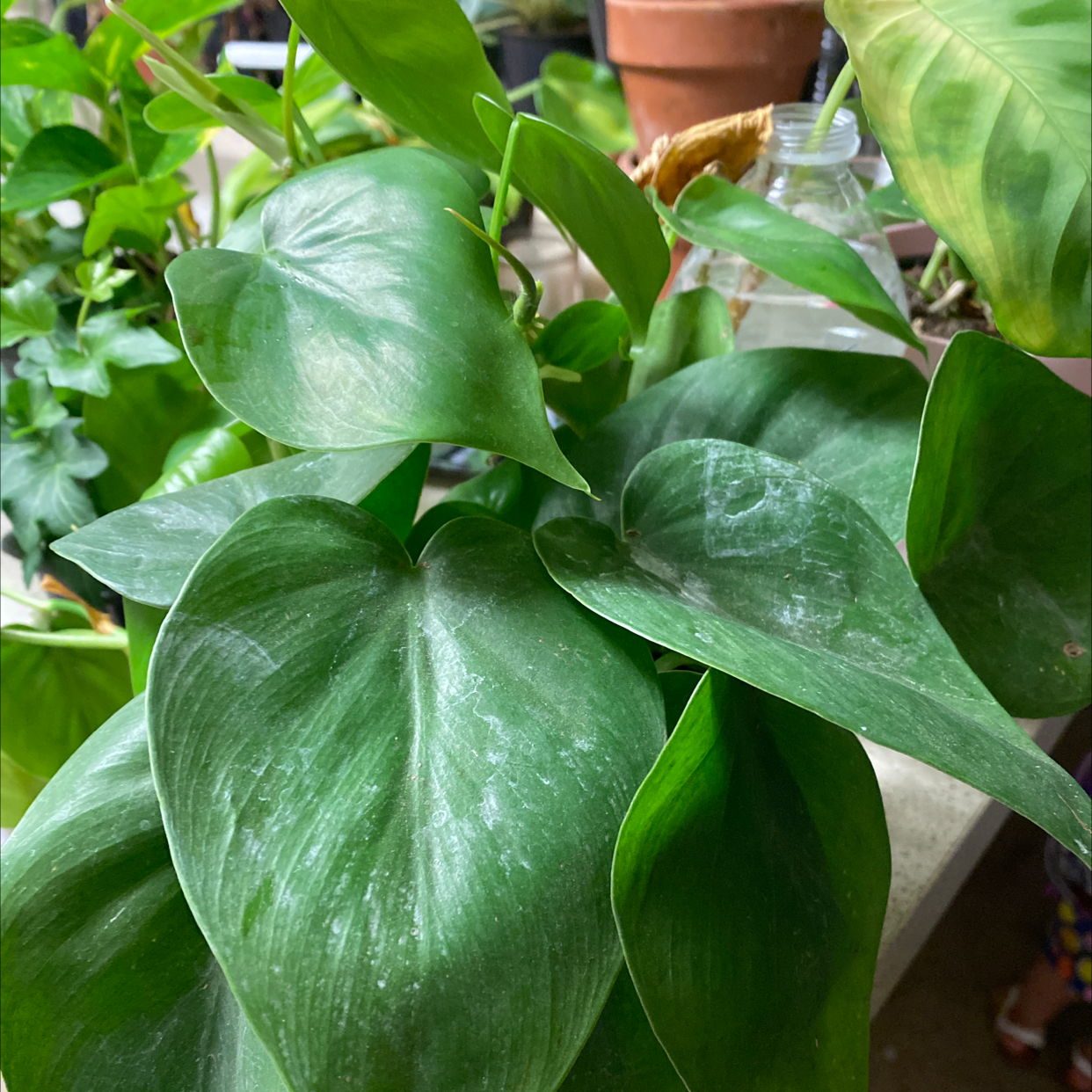 Philodendron cordatum with healthy green leaves and some white residue.