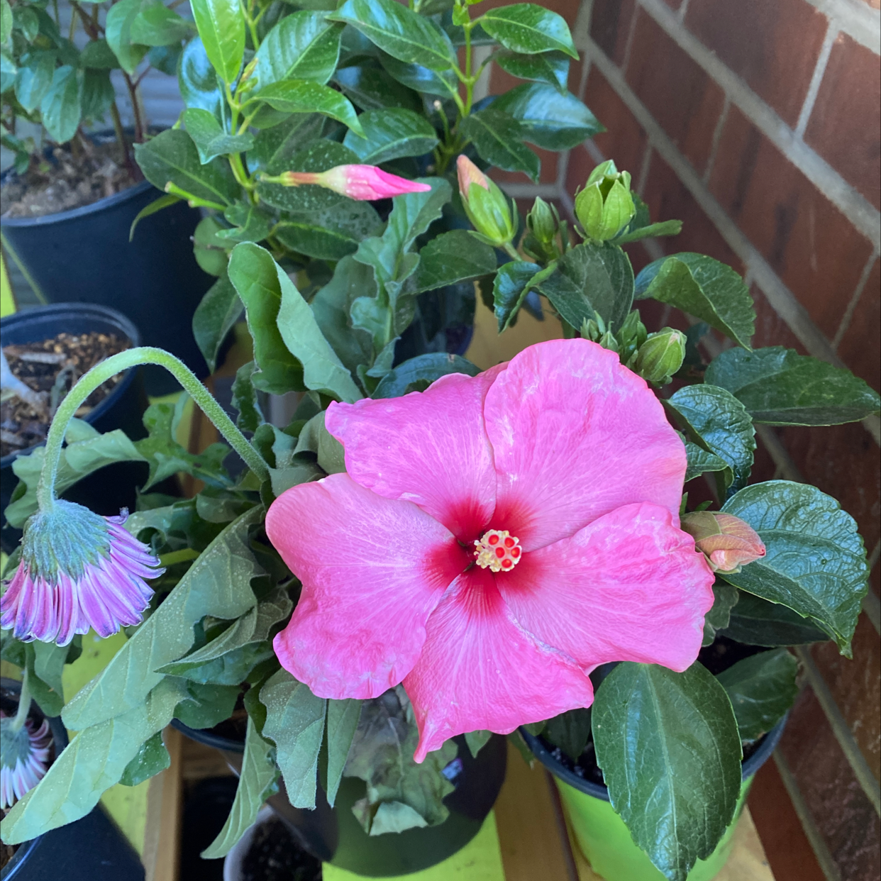 How And When Should I Cut Back My Chinese Hibiscus? ️