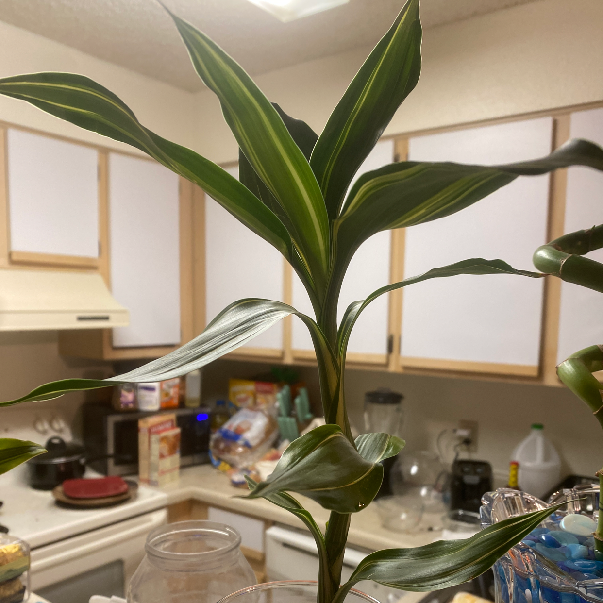 Healthy Song of India plant with vibrant green and yellow striped leaves in a well-lit kitchen setting.