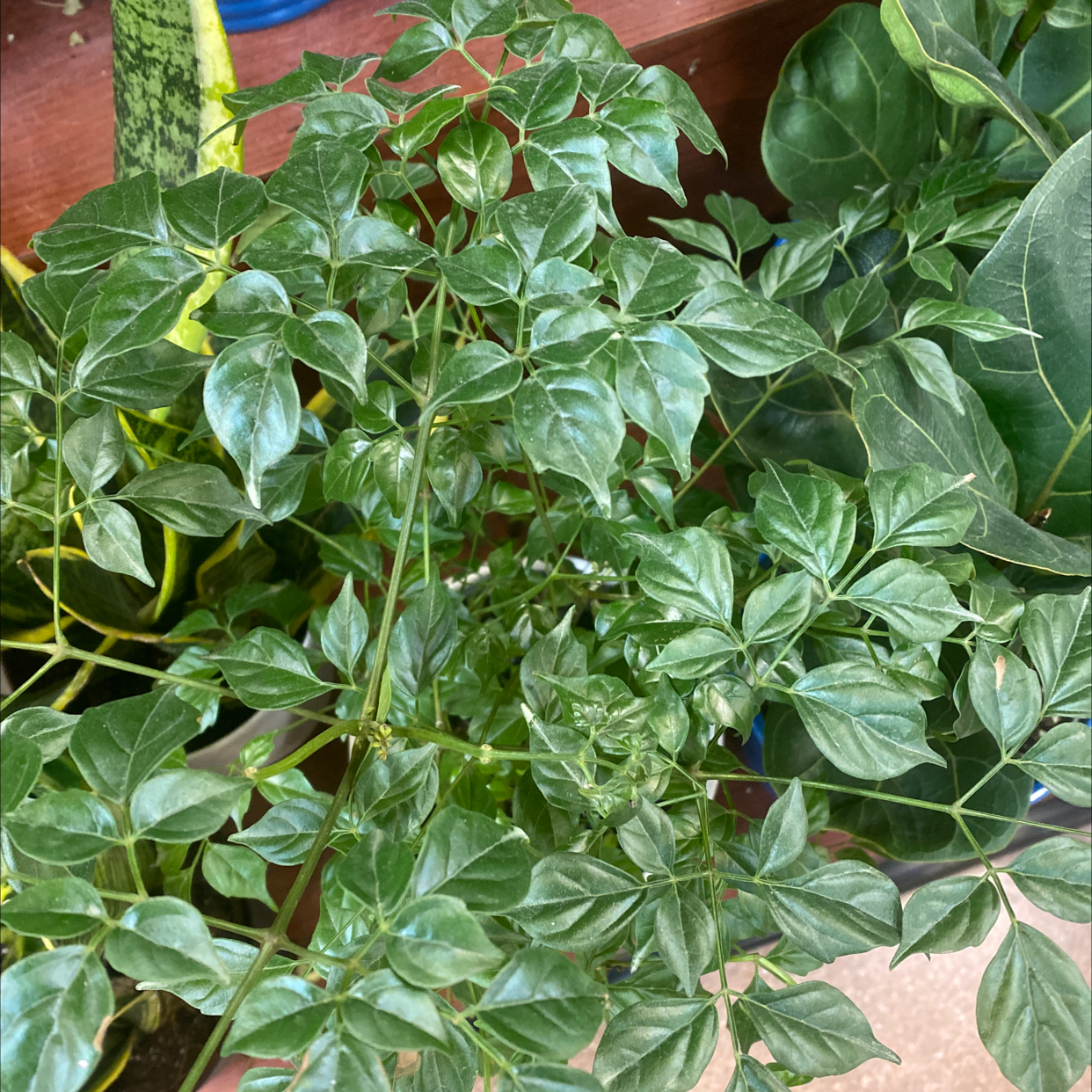 A lush, healthy China Doll Plant with vibrant green pinnate leaves, well-framed and in focus.