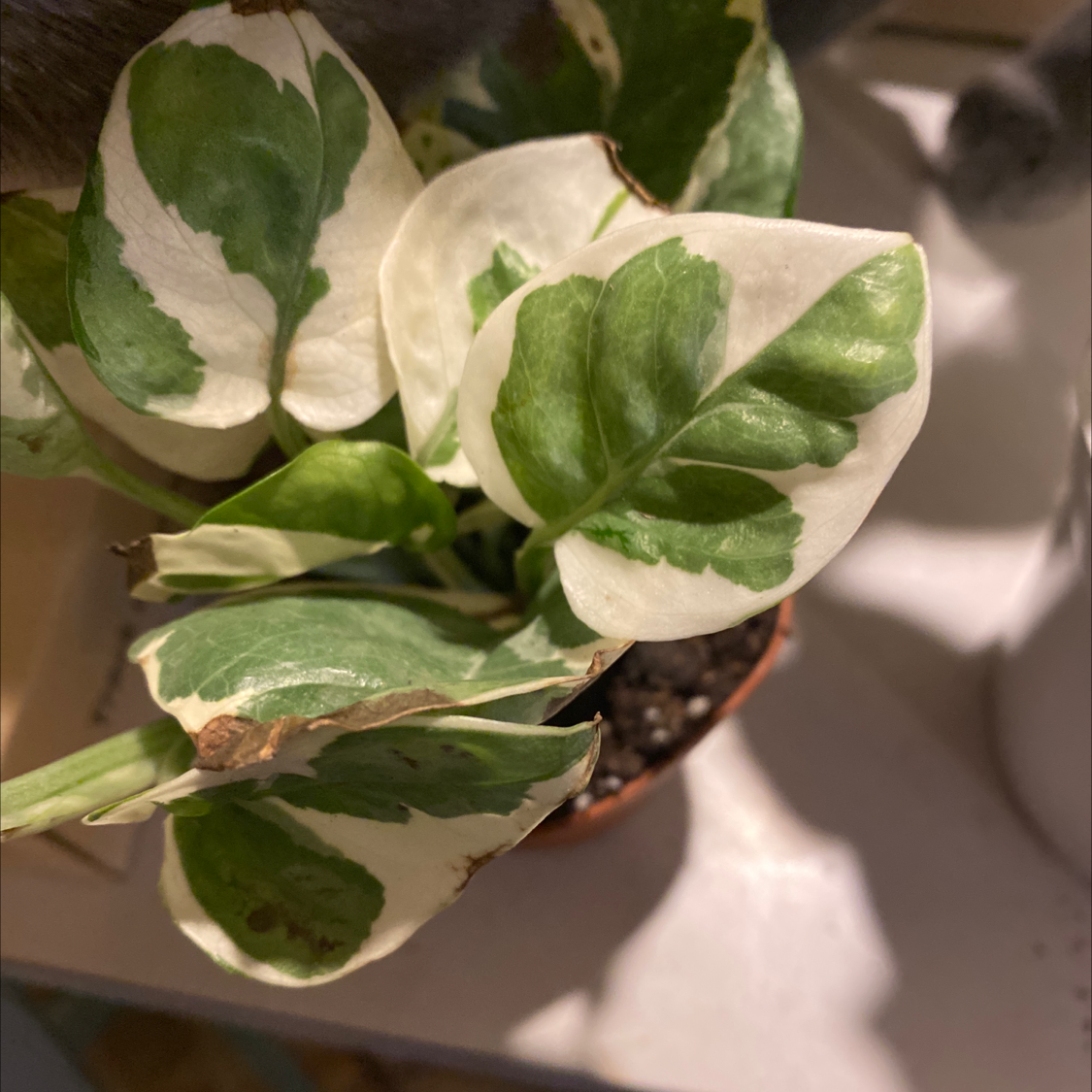 Jade Pothos plant photo by Amber named Little Pothos NJoy on Greg, the plant care app.