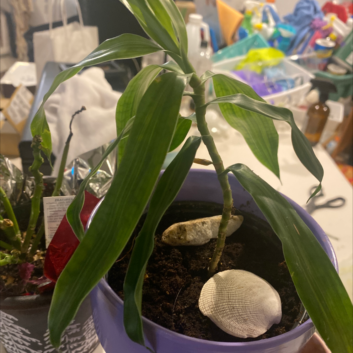Lucky Bamboo plant photo by Amber named Baby draceana on Greg, the plant care app.