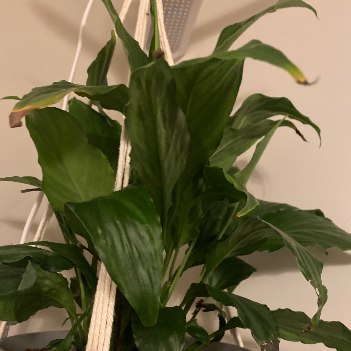 Peace Lily plant photo by Amber named Peace lily on Greg, the plant care app.
