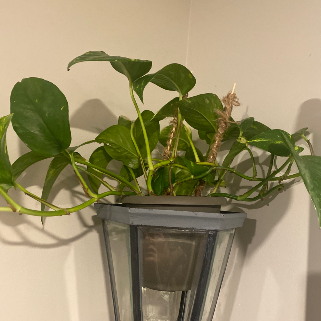 Jade Pothos plant photo by Amber named Light post beauty on Greg, the plant care app.
