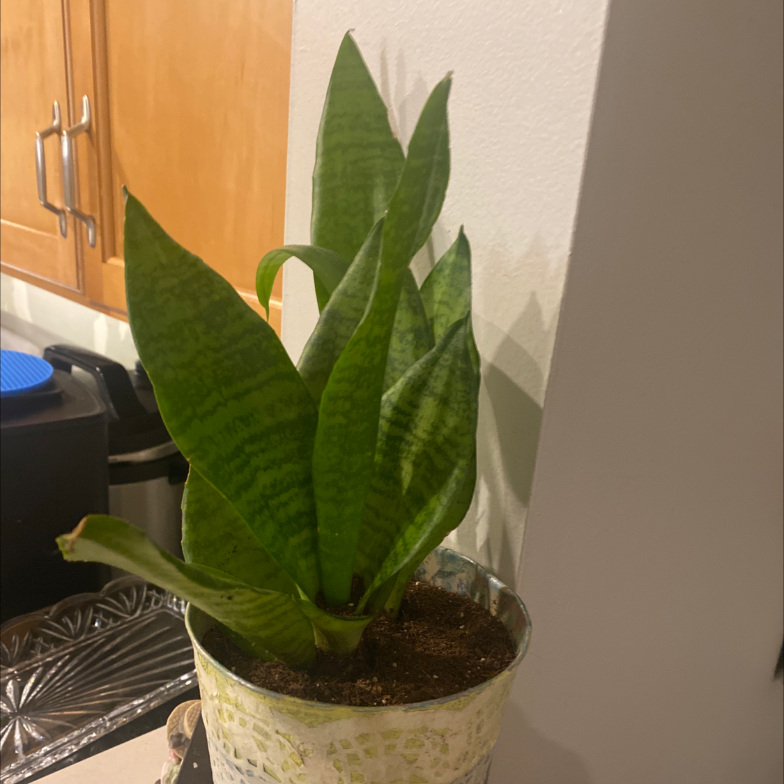 Snake Plant plant photo by Amber named Snake blue on Greg, the plant care app.