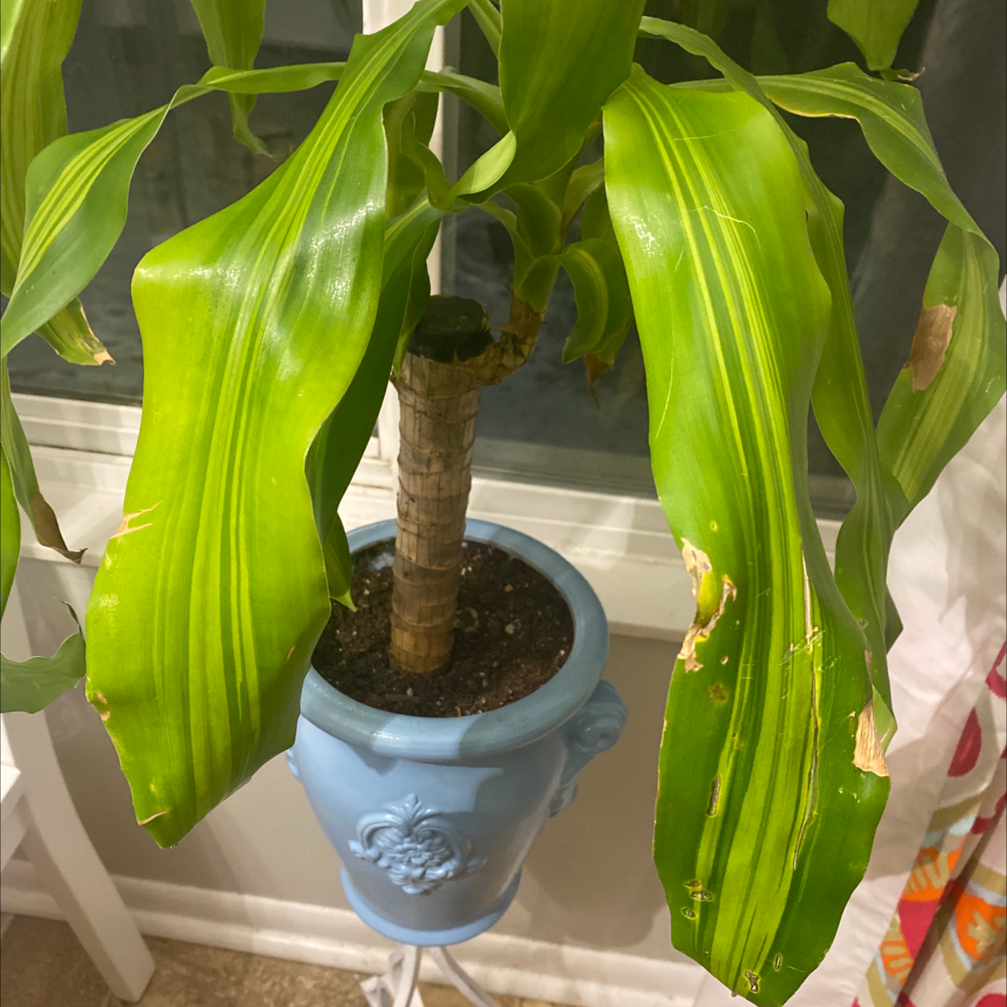 Cornstalk Dracaena plant photo by Amber named Baby palmy on Greg, the plant care app.