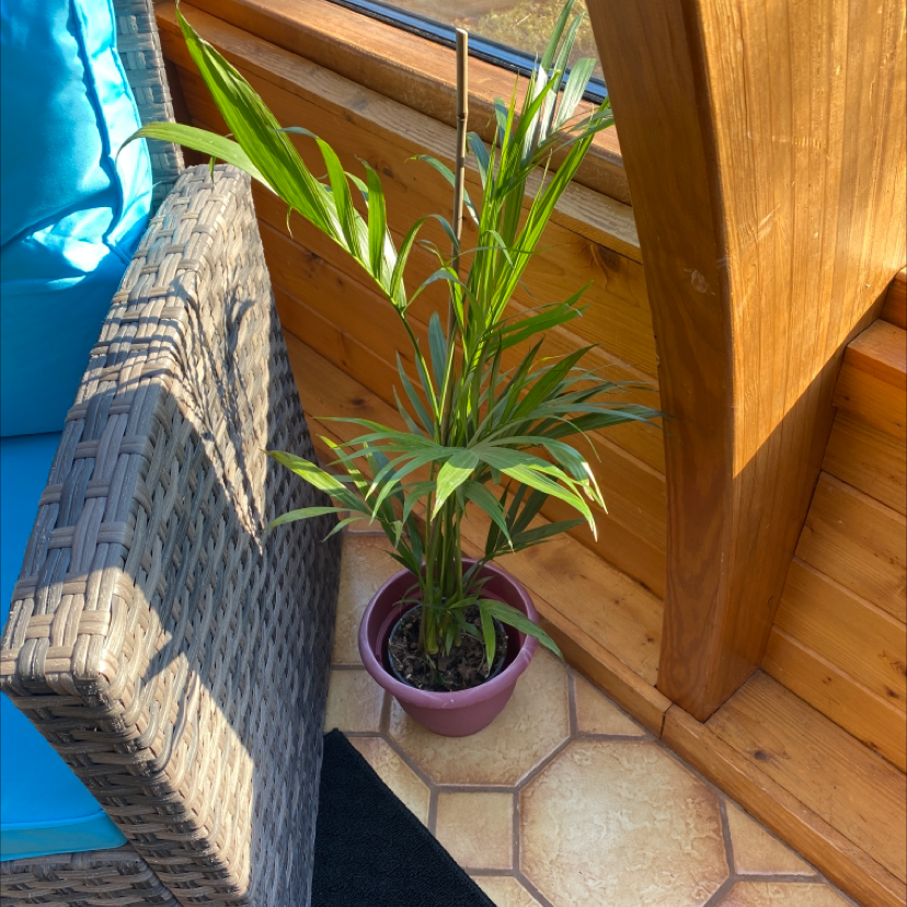 Healthy Areca Palm in purple planter on tile floor near window, lush green fronds, no discoloration or disease, adequate light