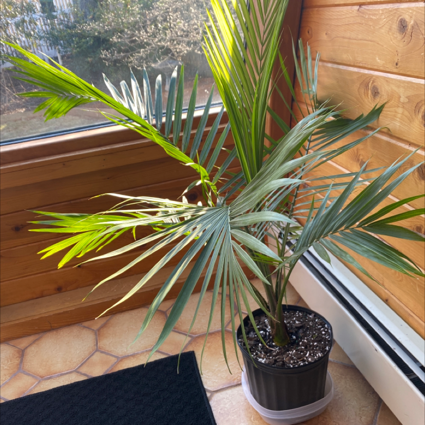 Healthy Kentia Palm in black pot on wooden window ledge, lush green fronds, no discoloration or damage, adequate lighting.