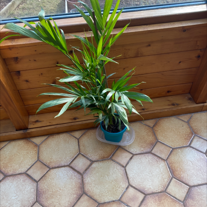 A healthy areca palm plant with lush green leaves, potted in a blue container and placed on a tiled floor indoors.