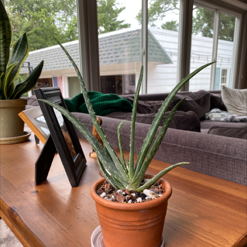 Aloe vera plant photo by @gigi7118 named Keeley on Greg, the plant care app.