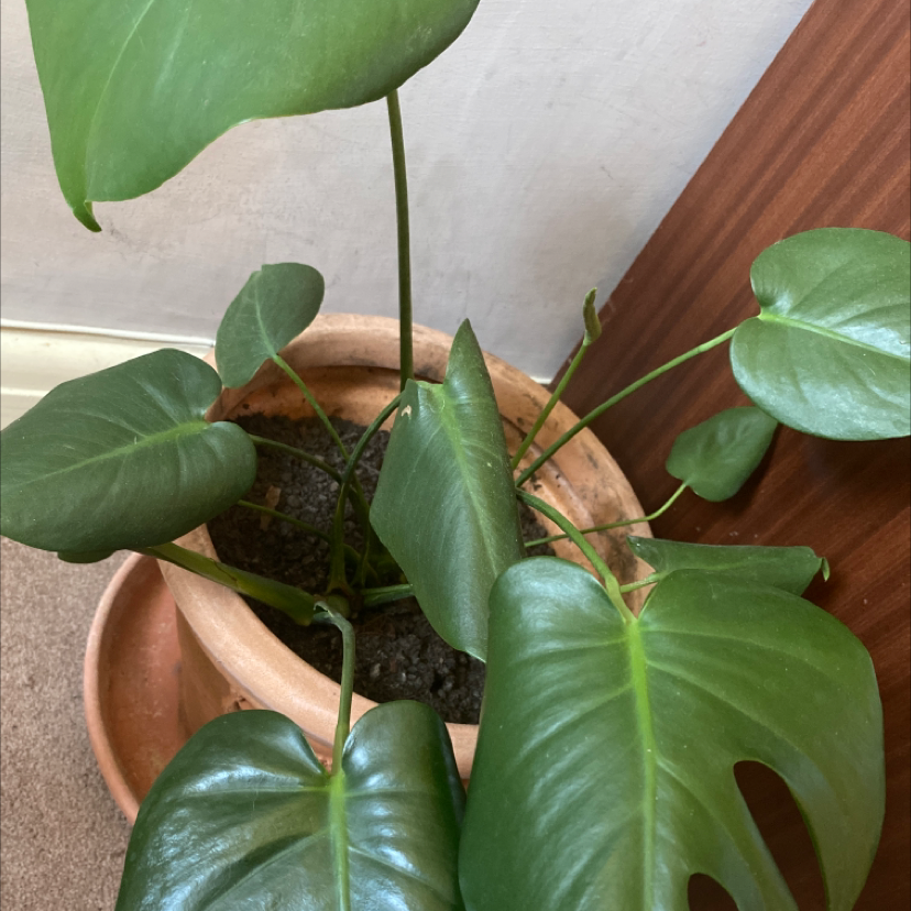 Monstera plant photo by Isabelle named Audrey on Greg, the plant care app.