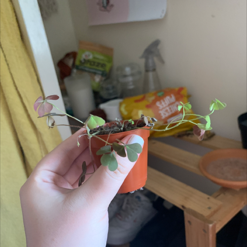 A small potted Creeping Woodsorrel plant with some browning leaves held by a hand.