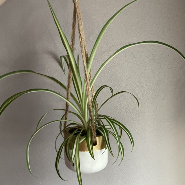 Photo of the plant species Variegated Spider Plant by @Tiffarony named Your plant on Greg, the plant care app