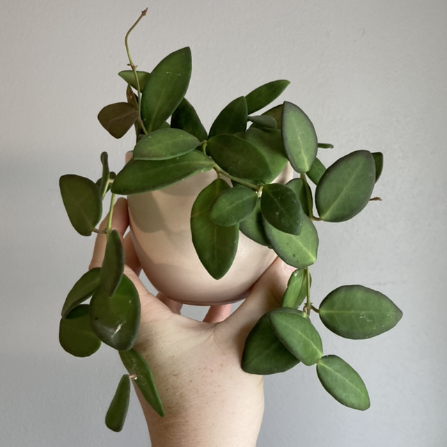 Photo of the plant species Hoya 'Burtoniae' by @Tiffarony named Your plant on Greg, the plant care app