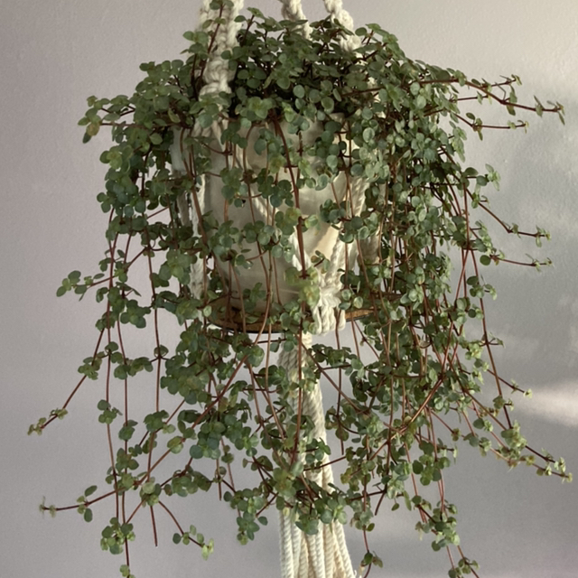 Photo of the plant species Pilea 'Aquamarine' by @Tiffarony named Your plant on Greg, the plant care app