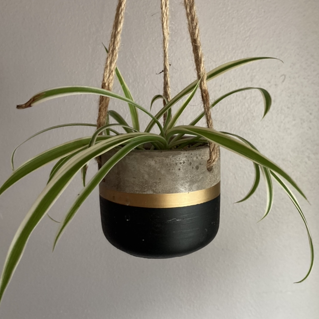 Photo of the plant species Variegated Spider Plant by @Tiffarony named Your plant on Greg, the plant care app