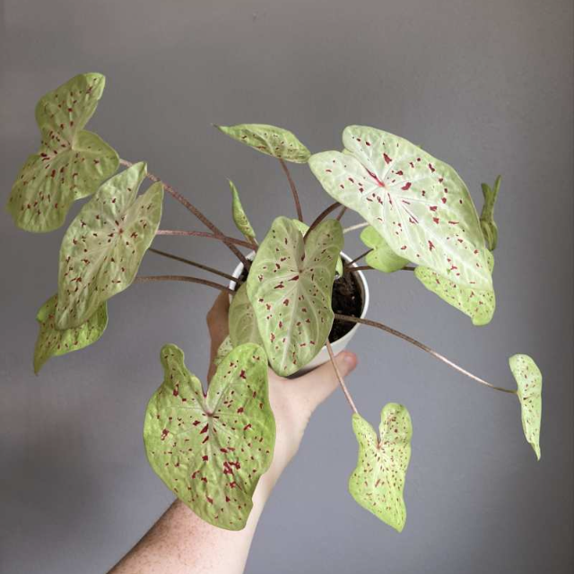 Photo of the plant species 'Miss Muffet' Angel Wings by @Tiffarony named Your plant on Greg, the plant care app