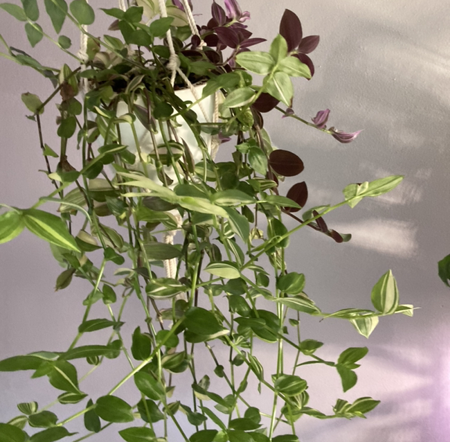 Photo of the plant species Tradescantia albiflora 'Albovittata' by @Tiffarony named Your plant on Greg, the plant care app
