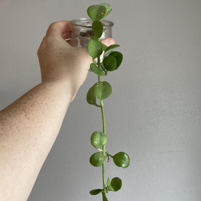 Photo of the plant species Dischidia oinatha by @Tiffarony named Your plant on Greg, the plant care app
