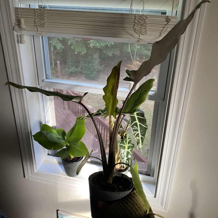 Purple Sword plant on a windowsill with natural light, soil visible, and no signs of distress.
