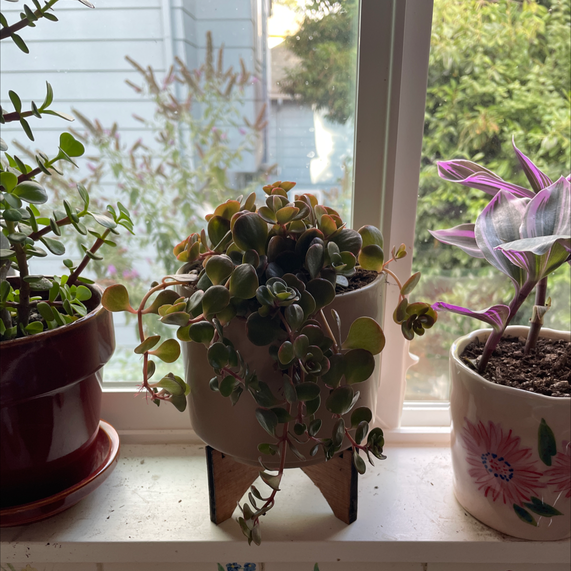 Three potted plants on a windowsill, with the central plant identified as Chinese Sedum.