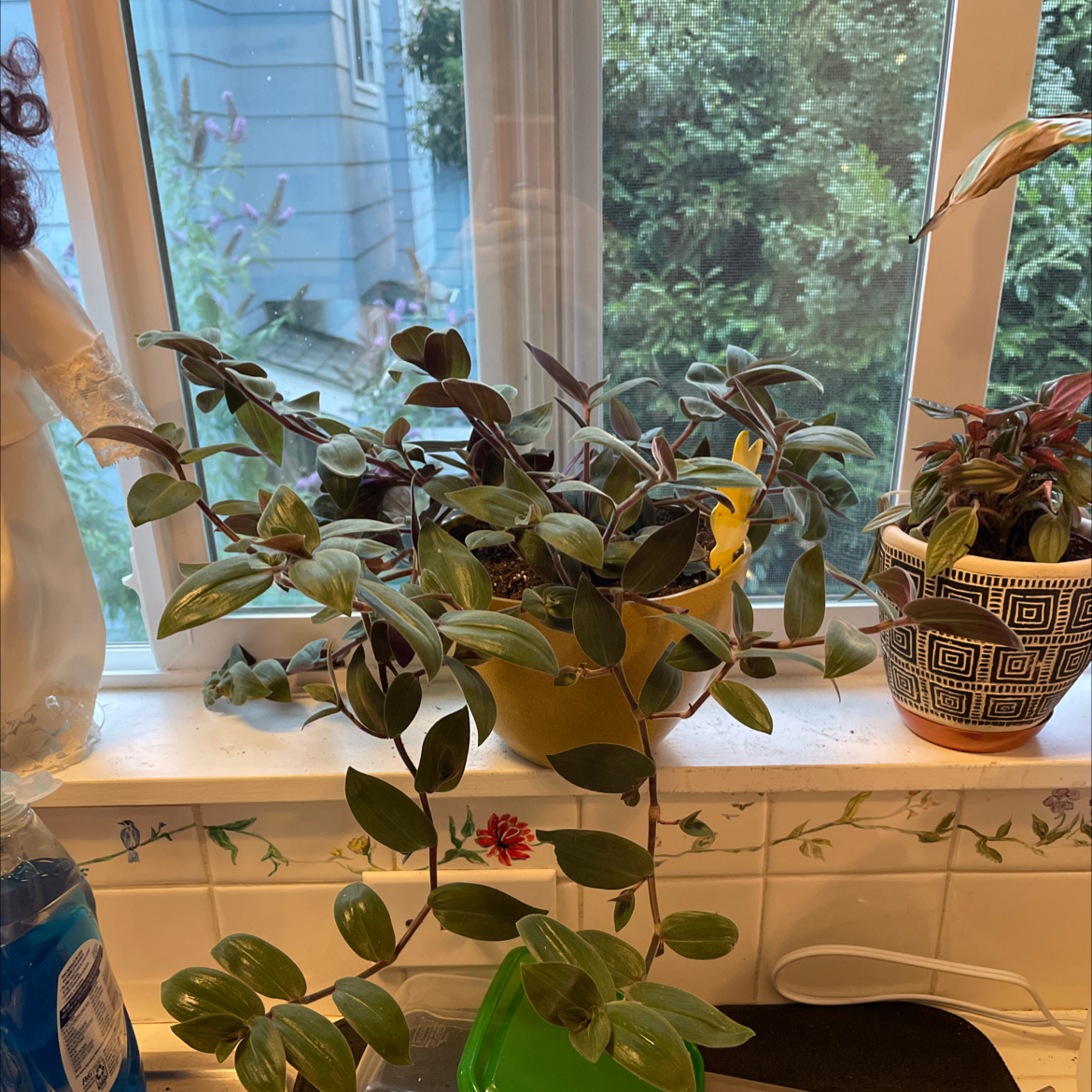 Baby Bunny Bellies plant on a windowsill, healthy with vibrant leaves.