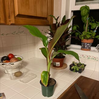 Abyssinian Banana plant in Somewhere on Earth