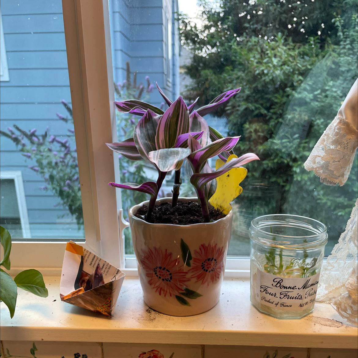 Tradescantia Nanouk plant photo by @luluandherleaves named Cosmo on Greg, the plant care app.