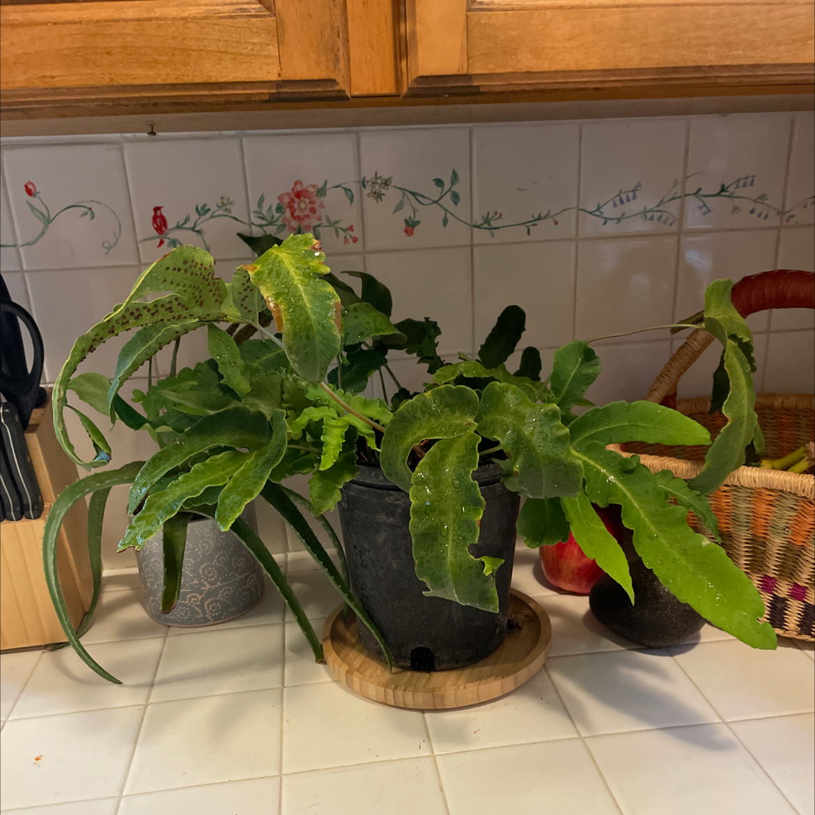 Photo of the plant species Dryopteris goldiana (incorrect spelling) by @luluandherleaves named Daloris on Greg, the plant care app