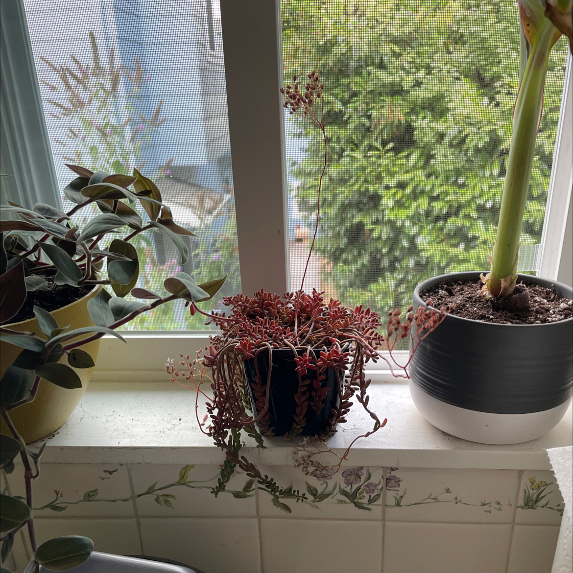 Goldmoss Stonecrop plant on a windowsill with two other plants, well-framed and healthy.