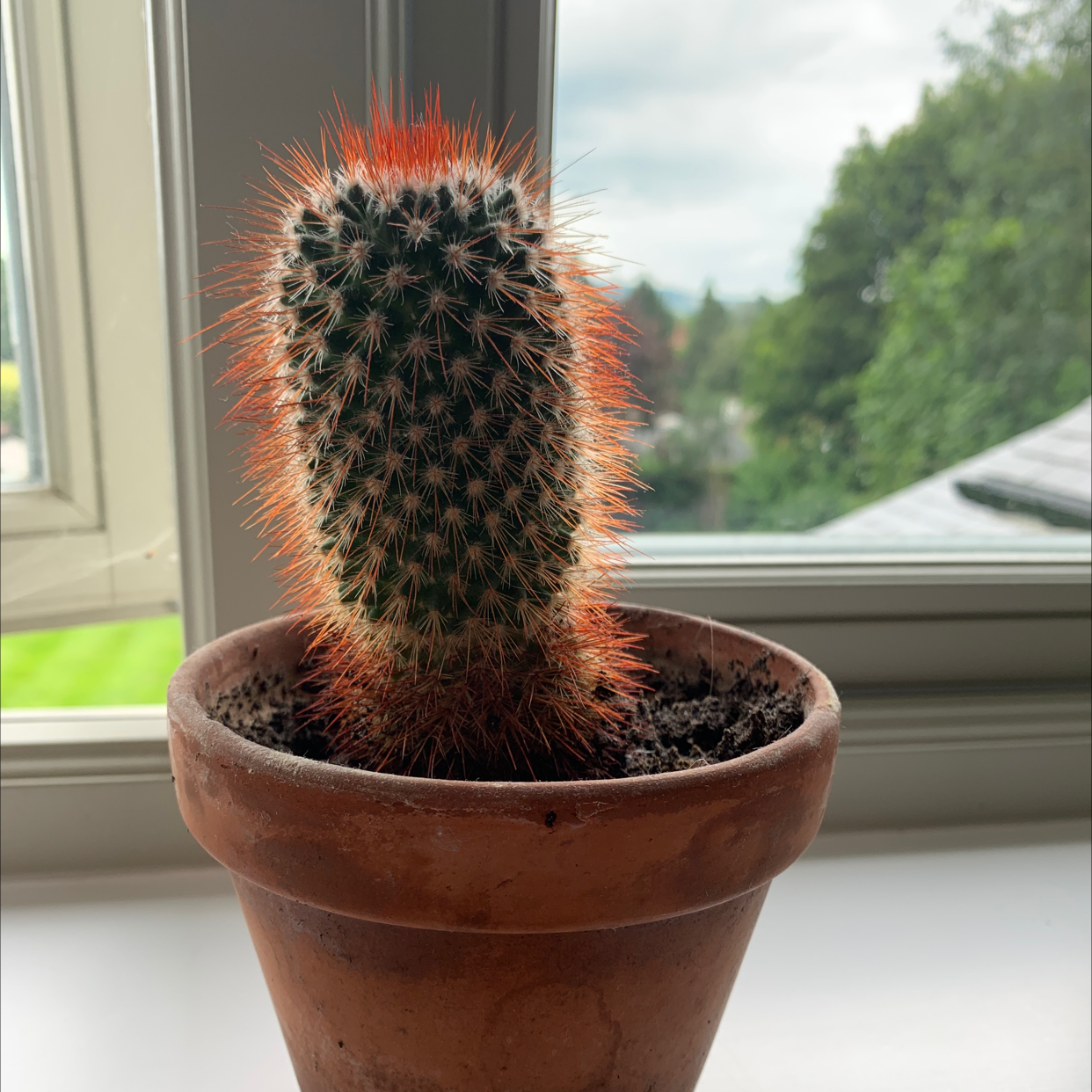Texas Rainbow Cactus in a terracotta pot on a windowsill with red spines.