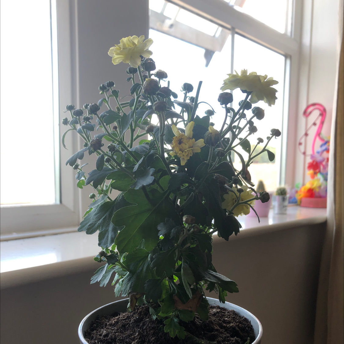 Potted Florist's Daisy with yellow flowers placed indoors near a window.