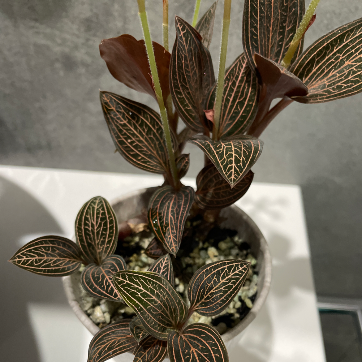 Photo of the plant species Jewel Orchid by Danielle named Orchid on Greg, the plant care app