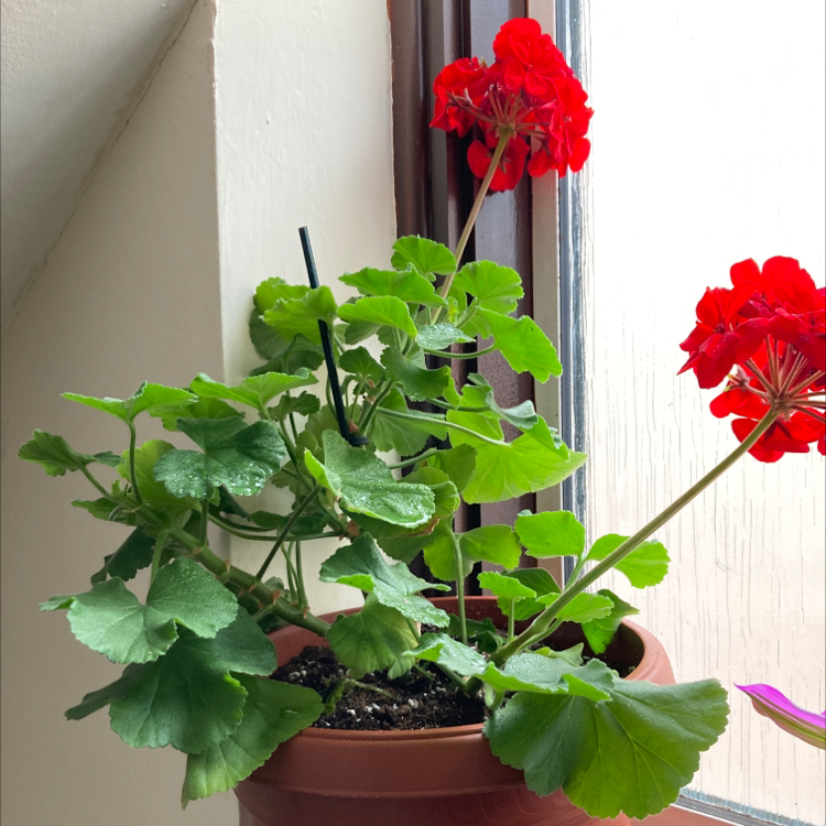 Photo of the plant species Zonale Geranium by @Oana-Maria named Grandma 👵 on Greg, the plant care app