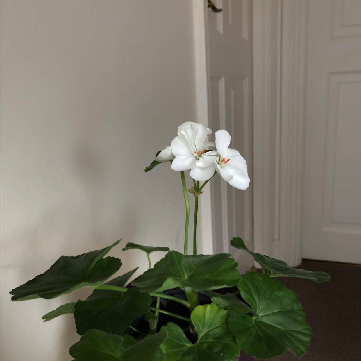 Photo of the plant species Zonale Geranium by @Oana-Maria named Snowy 🐩 on Greg, the plant care app