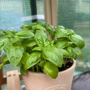 Sweet Basil plant photo by @KobraKai named Hemingway on Greg, the plant care app.