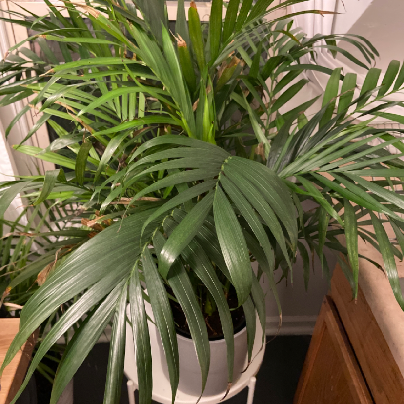 Healthy, mature cat palm plant with lush green foliage and arching fronds, thriving indoors in a pot on a wooden floor.