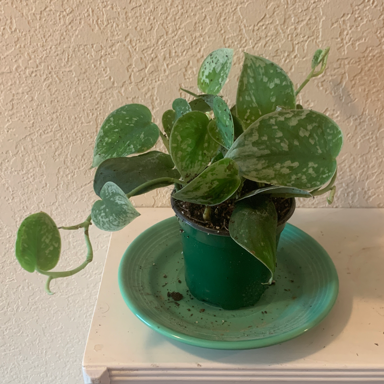 Satin Pothos plant photo by @mle named Artemis on Greg, the plant care app.