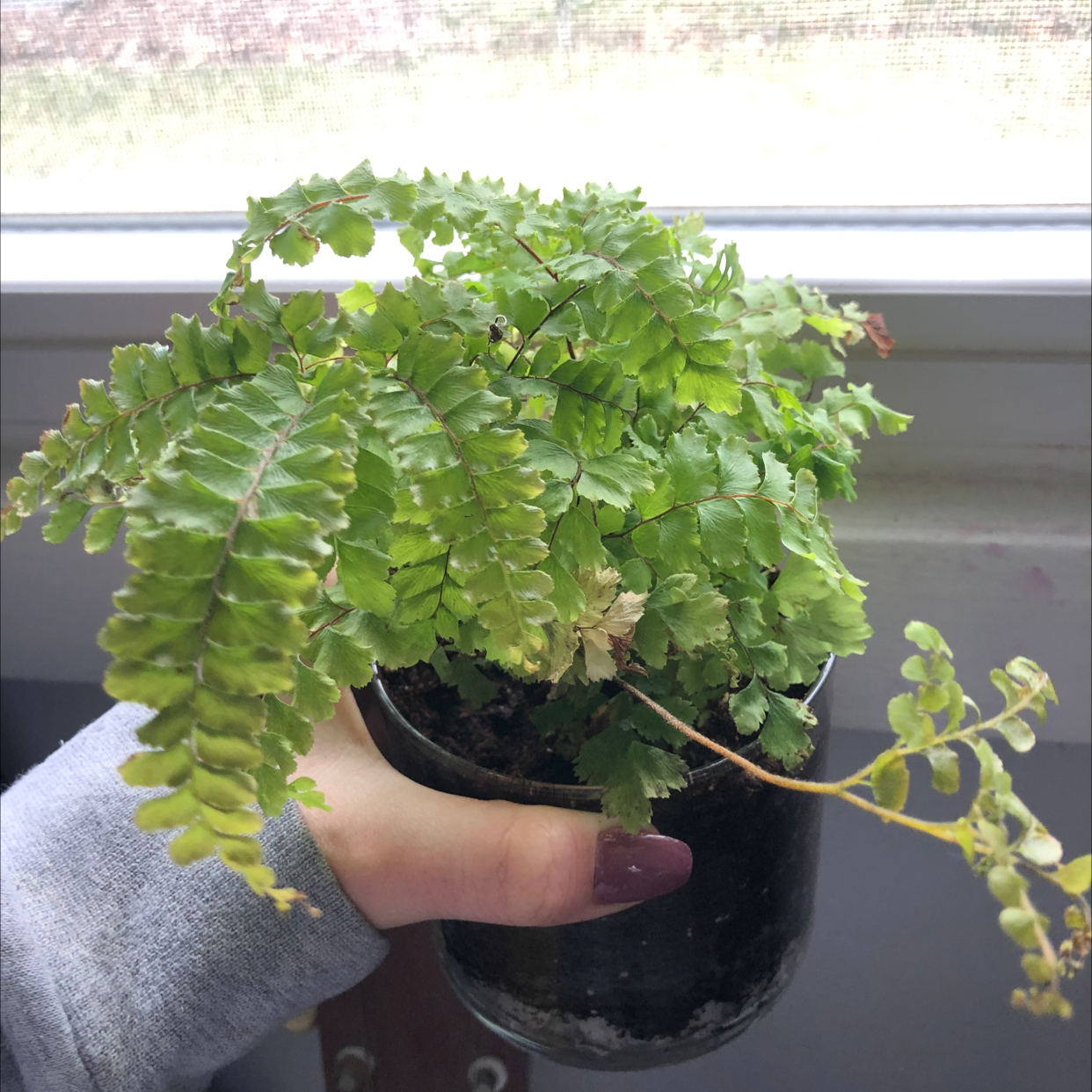 Rough Maidenhair Fern in a small pot, held by a hand, with some yellowing and browning leaves.