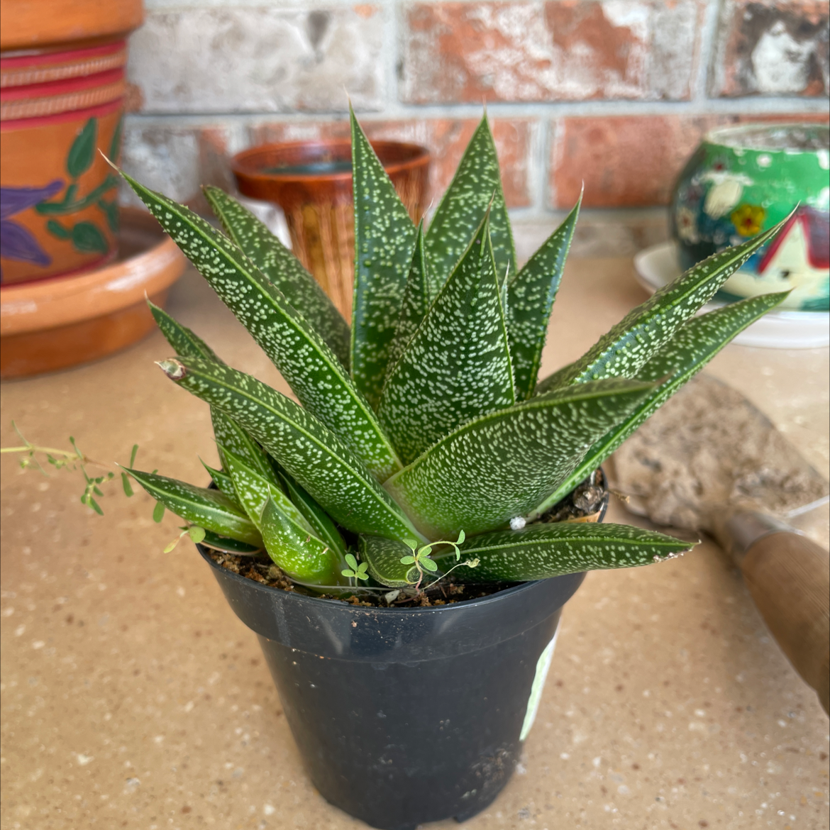 Gasteraloe 'Flow' plant in a black pot with vibrant green leaves and white speckles.