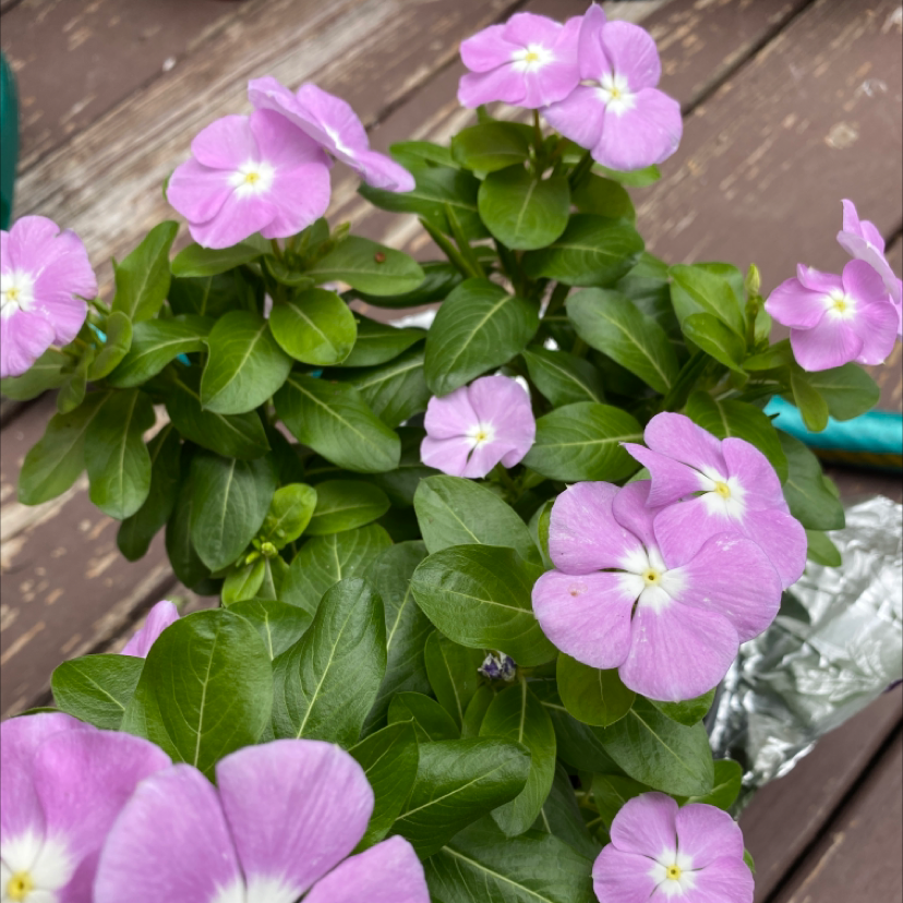 Bright Eyes plant with vibrant pink flowers and healthy green leaves.