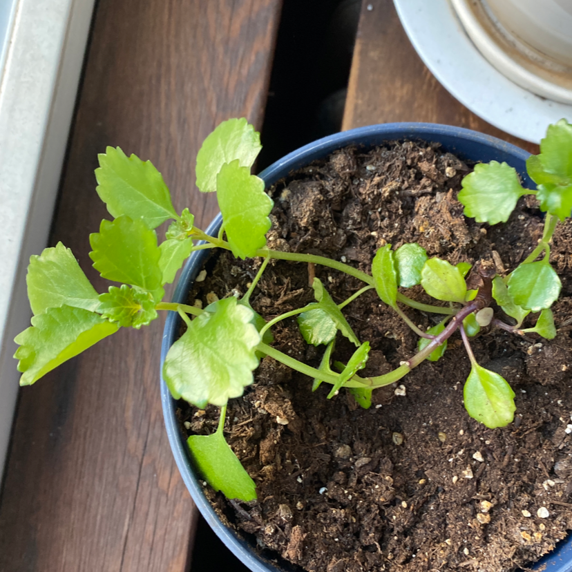 Potted Swedish Ivy plant with green leaves and visible soil.